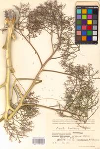 Катран татарский Sebeók, Восточная Европа, Нижневолжский район (E9) (Россия)