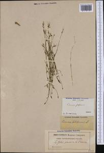 Cicendia filiformis (L.) Delarbre, Западная Европа (EUR) (Франция)