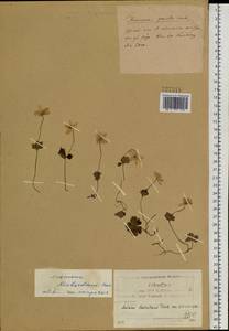 Anemonastrum richardsonii (Hook.) Mosyakin, Сибирь, Якутия (S5) (Россия)