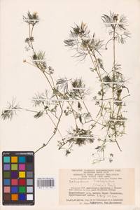 Лютик волосолистный, Шелковник волосолистный Chaix, Восточная Европа, Литва (E2a) (Литва)