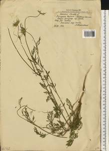 Морковь обыкновенная, Морковь дикая L., Восточная Европа, Западно-Украинский район (E13) (Украина)