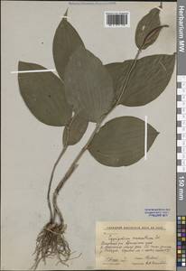 Венерин башмачок крупноцветковый Sw., Сибирь, Дальний Восток (S6) (Россия)