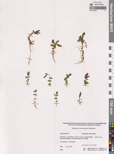 Кипрей Хорнемана, Кипрей Горнемана Rchb., Сибирь, Чукотка и Камчатка (S7) (Россия)