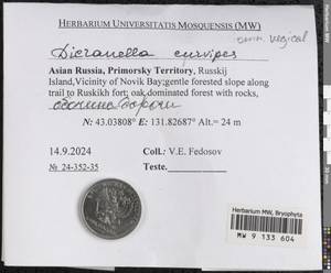 Dicranella curvipes (Lindb.) Ignatov, Гербарий мохообразных, Мхи - Дальний Восток (без Чукотки и Камчатки) (B20) (Россия)