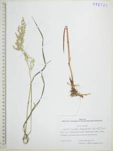 Вейник пурпурный (Trin.) Trin., Сибирь, Дальний Восток (S6) (Россия)