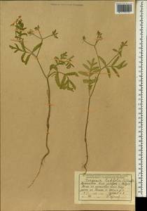 Тургеневия широколистная (L.) Hoffm., Зарубежная Азия (ASIA) (Афганистан)