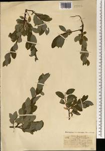 Ива Бебба, Ива Бэбба Sarg., Монголия (MONG) (Монголия)