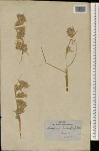 Cymbopogon jwarancusa (Jones) Schult., Зарубежная Азия (ASIA) (Непал)