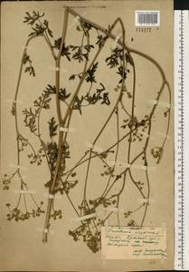 Златогоричник морозниковый (L.) Schur, Восточная Европа, Западный район (E3) (Россия)