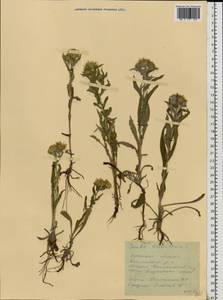 Pentanema britannicum (L.) D. Gut. Larr., Santos-Vicente, Anderb., E. Rico & M. M. Mart. Ort., Восточная Европа, Южно-Украинский район (E12) (Украина)