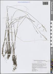 Мятлик разноцветный Besser, Сибирь, Дальний Восток (S6) (Россия)