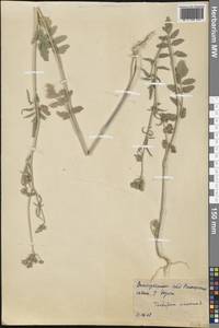 Тордилиум большой, Тордилиум крупный L., Крым (KRYM) (Россия)