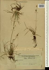 Осока Микели, Осока Микеля Host, Кавказ, Азербайджан (K6) (Азербайджан)