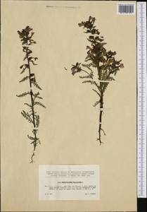 Мытник болотный L., Западная Европа (EUR) (Чехия)