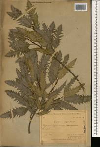 Quercus libani G.Olivier, Зарубежная Азия (ASIA) (Турция)