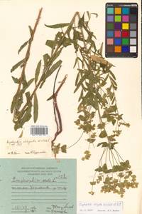 Молочай острый L., Сибирь, Дальний Восток (S6) (Россия)