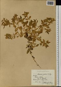 Гонкения бутерлаковидная (L.) Ehrh., Сибирь, Чукотка и Камчатка (S7) (Россия)