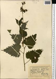 Колокольчик крапиволистный L., Восточная Европа, Средневолжский район (E8) (Россия)