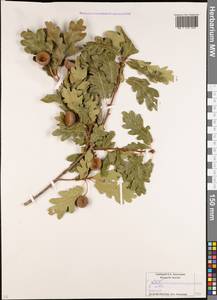 Дуб черешчатый, Дуб обыкновенный L., Кавказ, Южная Осетия (K4b) (Южная Осетия)