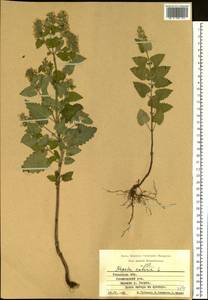 Котовник кошачий L., Восточная Европа, Центральный район (E4) (Россия)