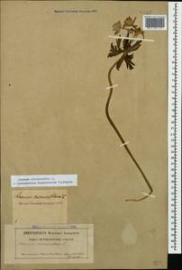 Anemonastrum narcissiflorum subsp. fasciculatum (L.) Raus, Кавказ, Северная Осетия, Ингушетия и Чечня (K1c) (Россия)