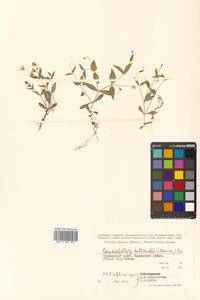 Ложнозвездчатка разноцветковая (Maxim.) Pax, Сибирь, Дальний Восток (S6) (Россия)