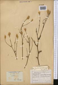 Klasea erucifolia (L.) Greuter & Wagenitz, Средняя Азия и Казахстан, Прикаспийский Устюрт и Северное Приаралье (M8) (Казахстан)