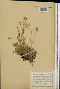 Ясколка альпийская L., Восточная Европа, Северный район (E1) (Россия)