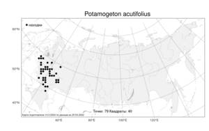 Potamogeton acutifolius, Рдест остролистный Link, Атлас флоры России (FLORUS) (Россия)