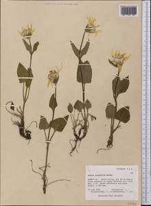 Arnica cordifolia Hook., Америка (AMER) (США)