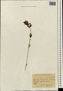 Rhinanthus serotinus var. vernalis (N. W. Zinger) Janch., Кавказ, Армения (K5) (Армения)