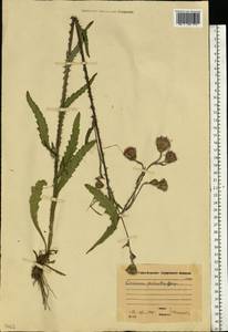 Бодяк болотный (L.) Scop., Восточная Европа, Московская область и Москва (E4a) (Россия)