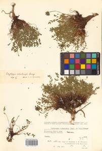 Остролодочник охотский Bunge, Сибирь, Чукотка и Камчатка (S7) (Россия)