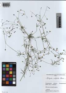 KUZ 003 942, Spergula arvensis subsp. arvensis, Сибирь, Алтай и Саяны (S2) (Россия)