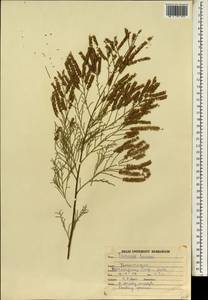 Tamarix indica Willd., Зарубежная Азия (ASIA) (Индия)
