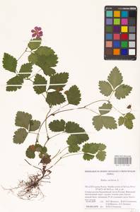 Малина арктическая, Княженика, Поленика L., Восточная Европа, Северный район (E1) (Россия)