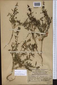 Blitum virgatum subsp. virgatum, Средняя Азия и Казахстан, Западный Тянь-Шань и Каратау (M3) (Казахстан)