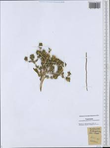 Centaurea bruguiereana subsp. belangeriana (DC.) Bornm., Средняя Азия и Казахстан, Каракумы (M6) (Туркмения)
