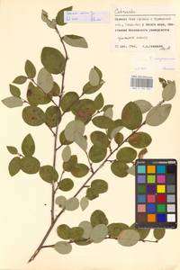 Кизильник рыхлоцветковый (J.Jacq.) Lindl., Восточная Европа, Северный район (E1) (Россия)