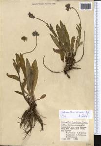 Solenanthus hirsutus Regel, Средняя Азия и Казахстан, Памир и Памиро-Алай (M2) (Узбекистан)