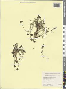 Борщевик пахучий C.A.Mey., Кавказ, Дагестан (K2) (Россия)