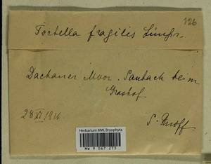 Tortella fragilis (Drumm.) Limpr., Гербарий мохообразных, Мхи - Западная Европа (BEu) (Германия)