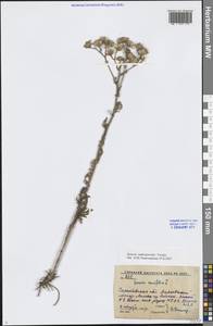 Якобея Андржейовского (Tzvelev) B.Nord., Восточная Европа, Нижневолжский район (E9) (Россия)