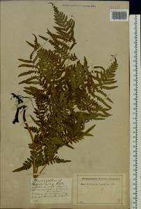 Pteridium aquilinum subsp. pinetorum (C. N. Page & R. R. Mill) J. A. Thomson, Восточная Европа, Северо-Западный район (E2) (Россия)