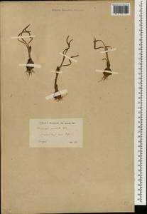 Sternbergia pulchella Boiss. & Blanche, Зарубежная Азия (ASIA) (Турция)