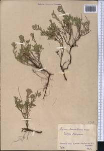 Thymus pannonicus All., Средняя Азия и Казахстан, Северный и Центральный Казахстан (M10) (Казахстан)