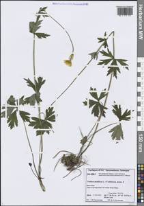 Купальница азиатская L., Сибирь, Центральная Сибирь (S3) (Россия)