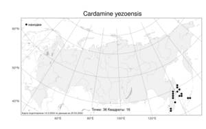 Cardamine yezoensis, Сердечник иезский Maxim., Атлас флоры России (FLORUS) (Россия)