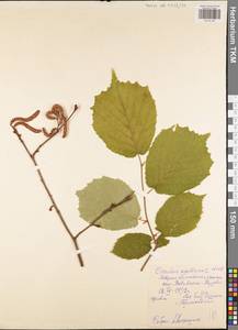 Орешник обыкновенный, Лещина обыкновенная L., Восточная Европа, Центральный район (E4) (Россия)