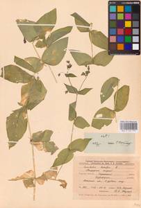 Волдырник ягодный (L.) Durande, Восточная Европа, Центральный лесостепной район (E6) (Россия)